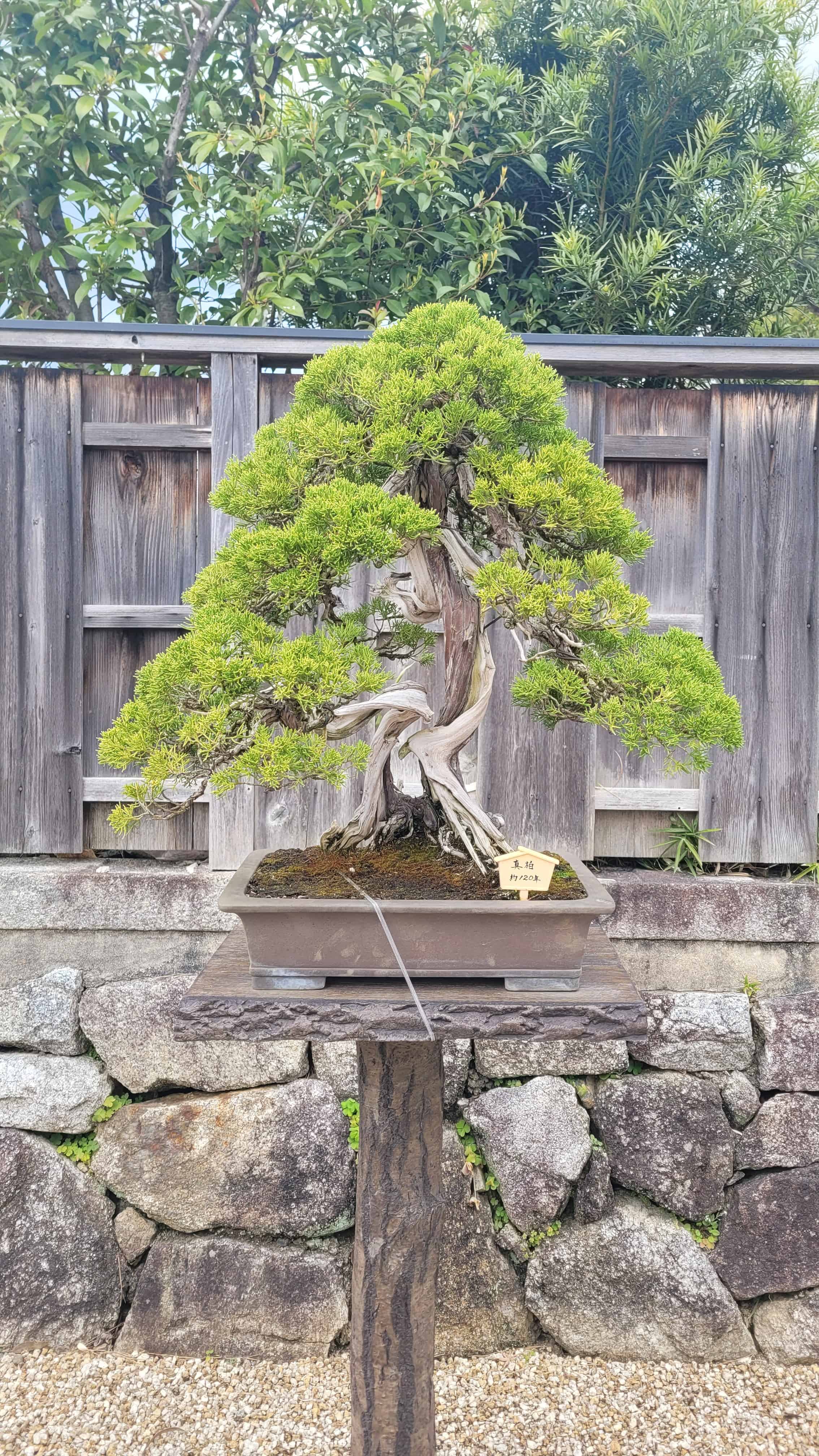 A juniper bonsai tree from omiya museum in Japan